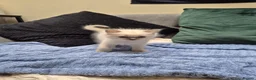 Ragdoll cats for sale: Blue Eyed Ragdolls FOR SALE - Advert 9