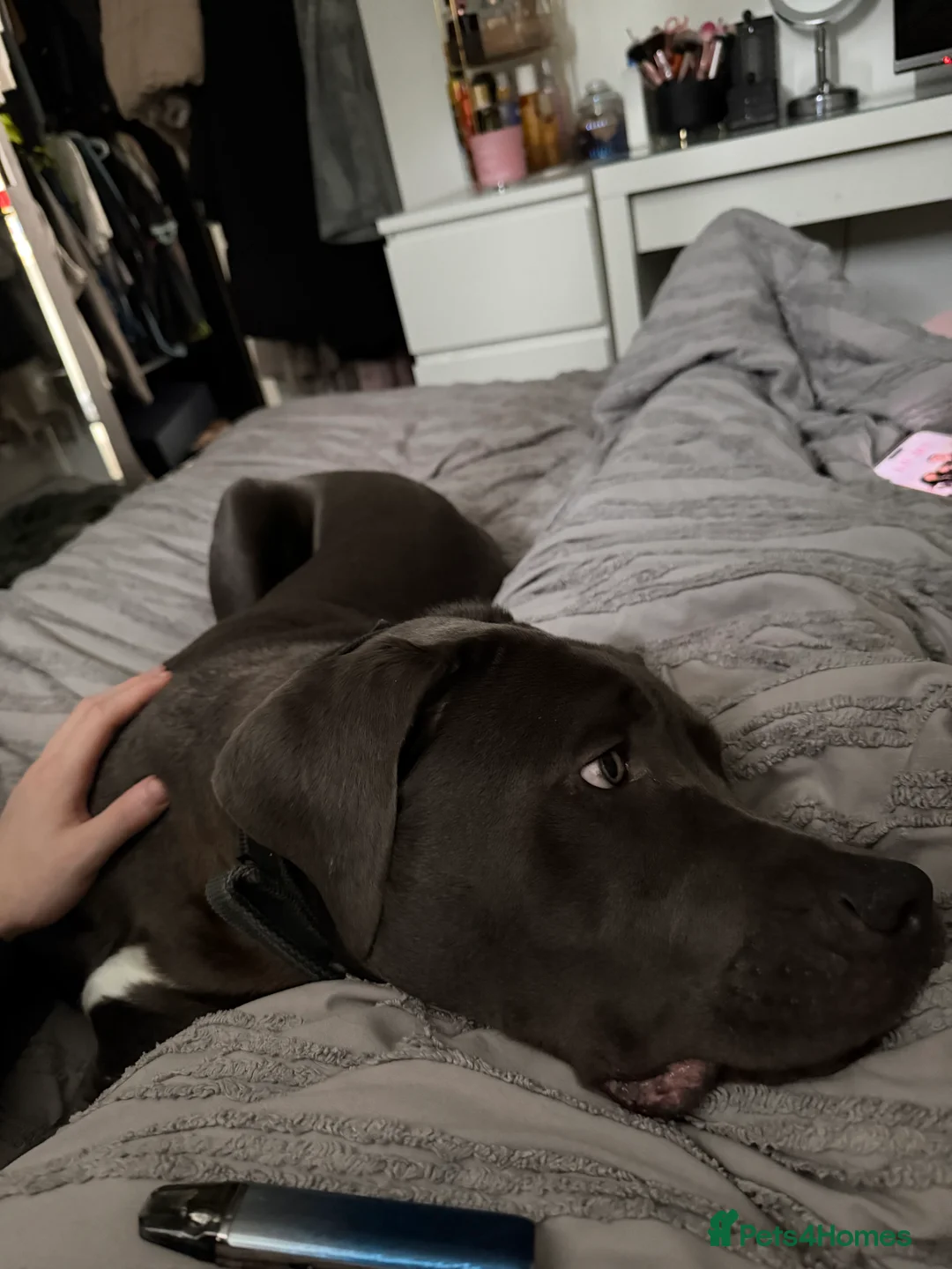 Cane Corso dogs for sale: 8 months old cane corso male  - Advert 2