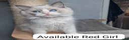 Ragdoll cats for sale: Blue BiColour Luxury Girls- READY to GP - Advert 6