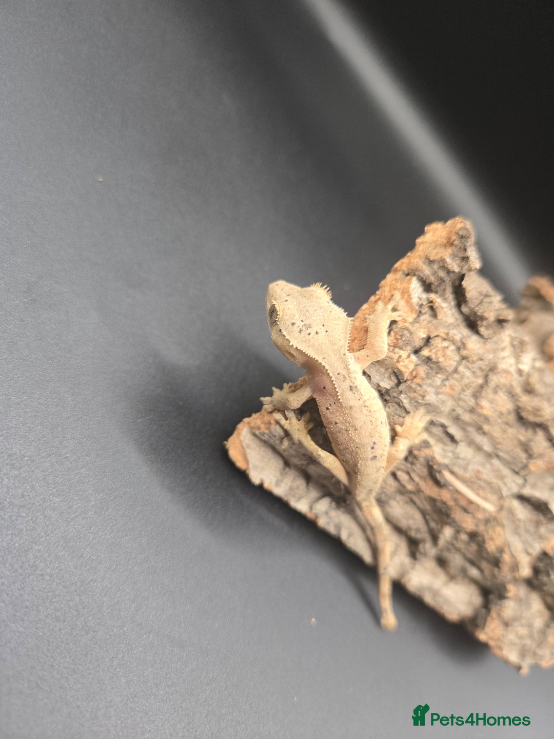 Gecko reptiles for sale: Baby Crested Geckos - Image 6