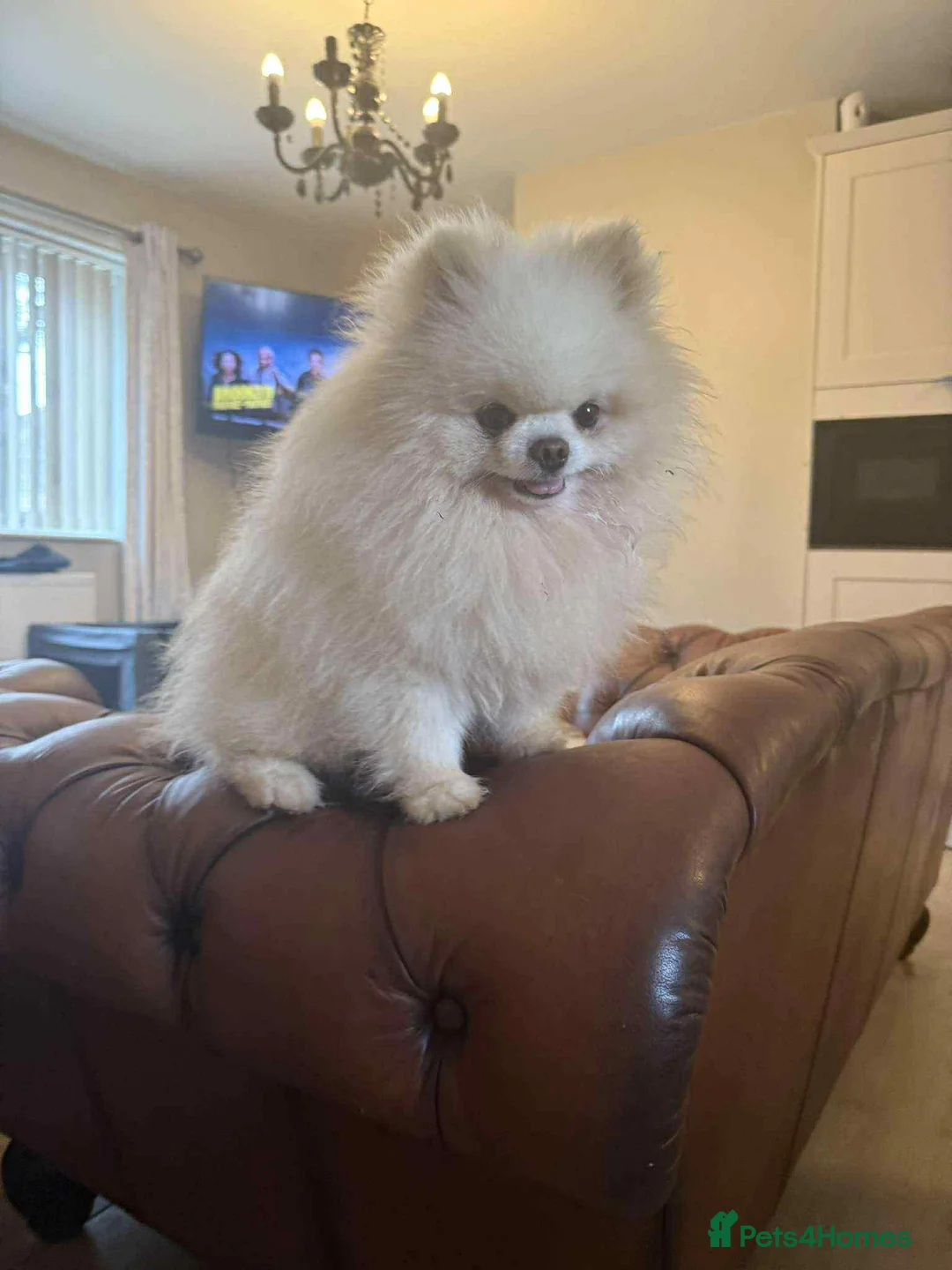 Pomeranian dogs for stud: our stunning white boy  in Doncaster - Advert 2