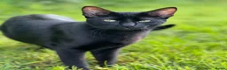 Siamese cats for sale: 5 Siamese X Black British Shorthair - Advert 9