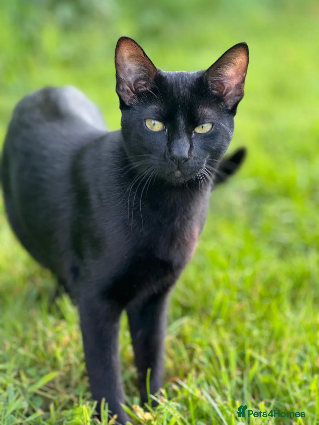 Siamese cats for sale: 5 Siamese X Black British Shorthair - Advert 9