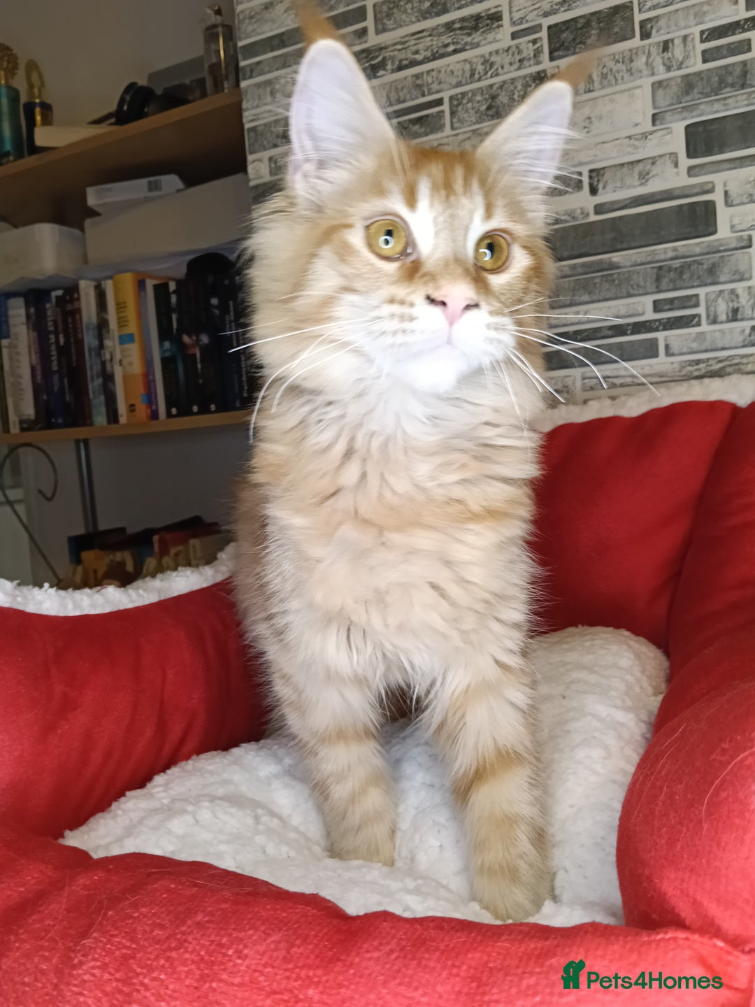 Maine Coon cats for sale: 'PuuureLove' Maine Coon kittens  - Advert 14