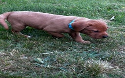 Labrador Retriever dogs for sale: Fox Red Labrador Puppies For Sale in Stranraer - Image 13