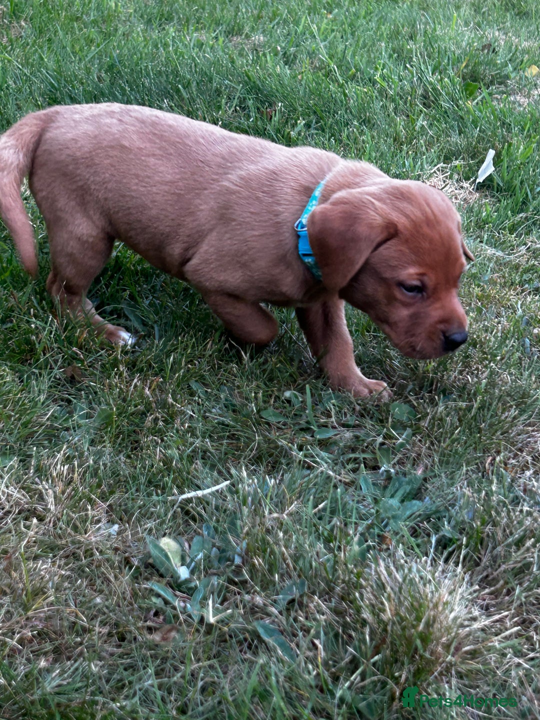 Labrador Retriever dogs for sale: Fox Red Labrador Puppies For Sale in Stranraer - Image 13