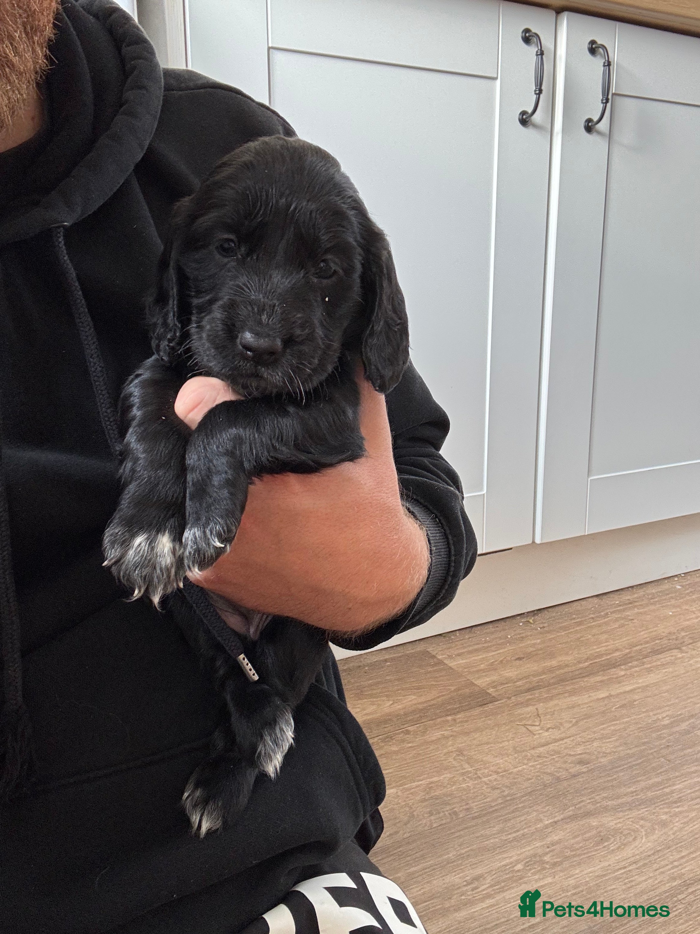 Cocker Spaniel dogs 8 STUNNING WORKING COCKER PUPS 🐶🐾 - Advert 2