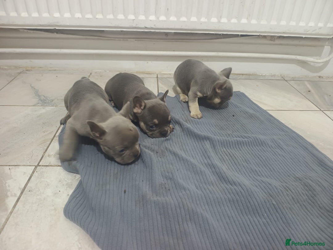 French Bulldog dogs for sale: French BullDog - Image 10