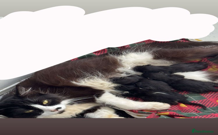 British Longhair cats - Advert 16