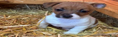 Jack Russell Puppy 2