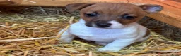 Jack Russell dogs for sale: Beautiful litter of Jack Russell puppies  - Advert 3