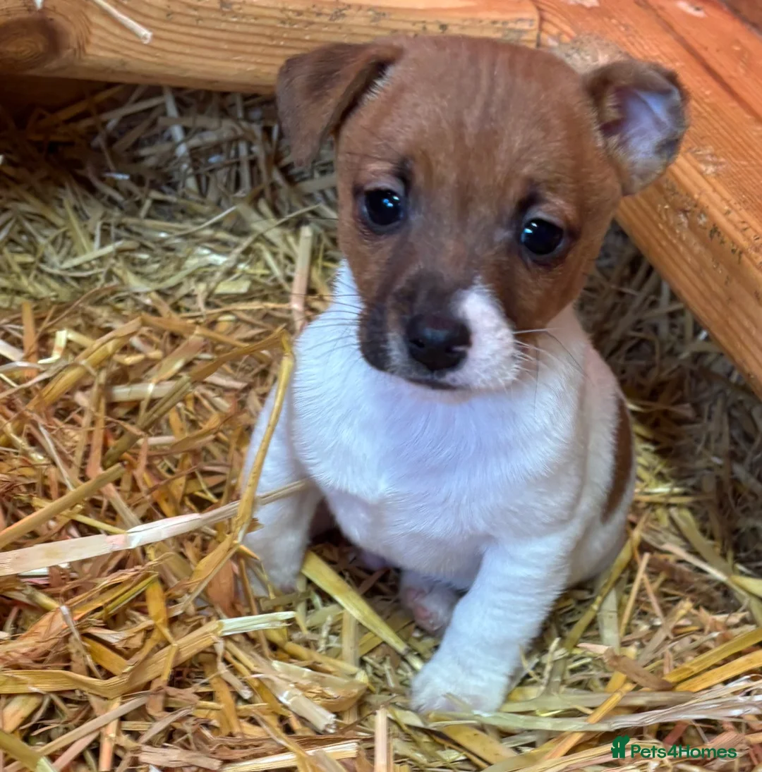 Jack Russell dogs for sale: Beautiful litter of Jack Russell puppies  - Advert 3