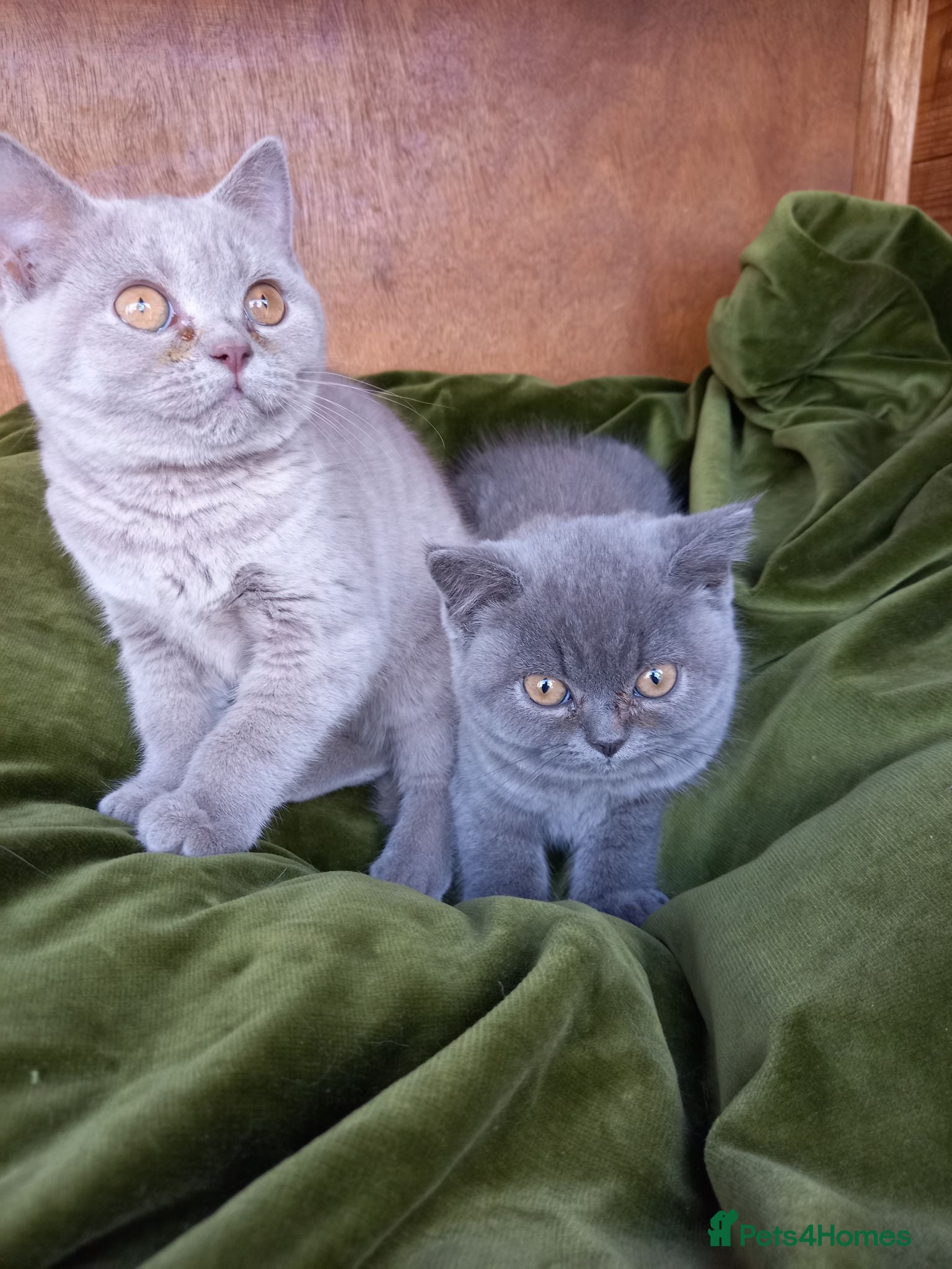 British Shorthair cats Quality registered GCCF kittens  - Advert 2