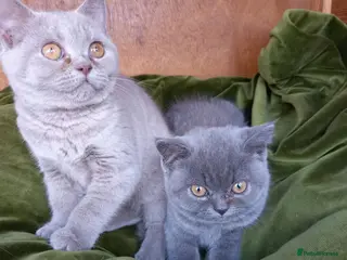 British Shorthair cats Quality registered GCCF kittens - Advert 12