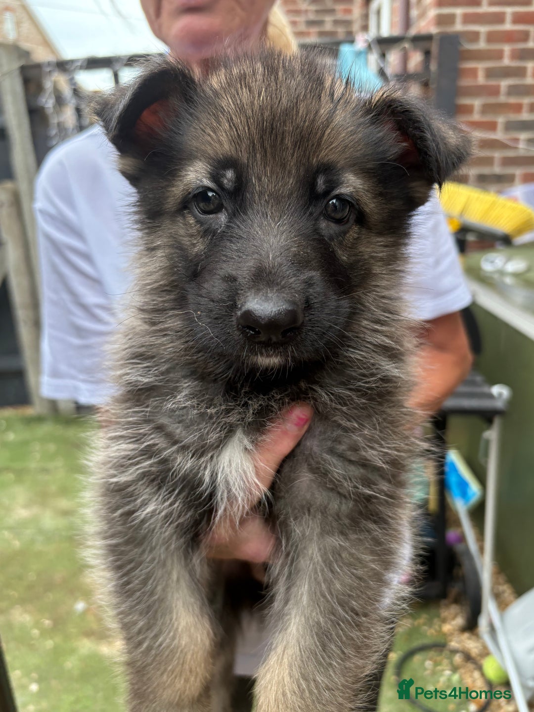 German Shepherd dogs for sale: German Shepard puppies  - Image 13