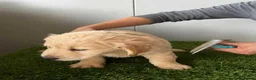 Golden Retriever dogs for sale: golden retriever puppies in Bournemouth - Advert 3