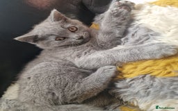 British Shorthair cats for sale: British shorthair  - Image 1