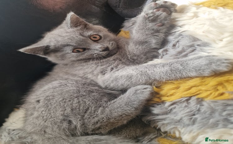 British Shorthair cats - Advert 10