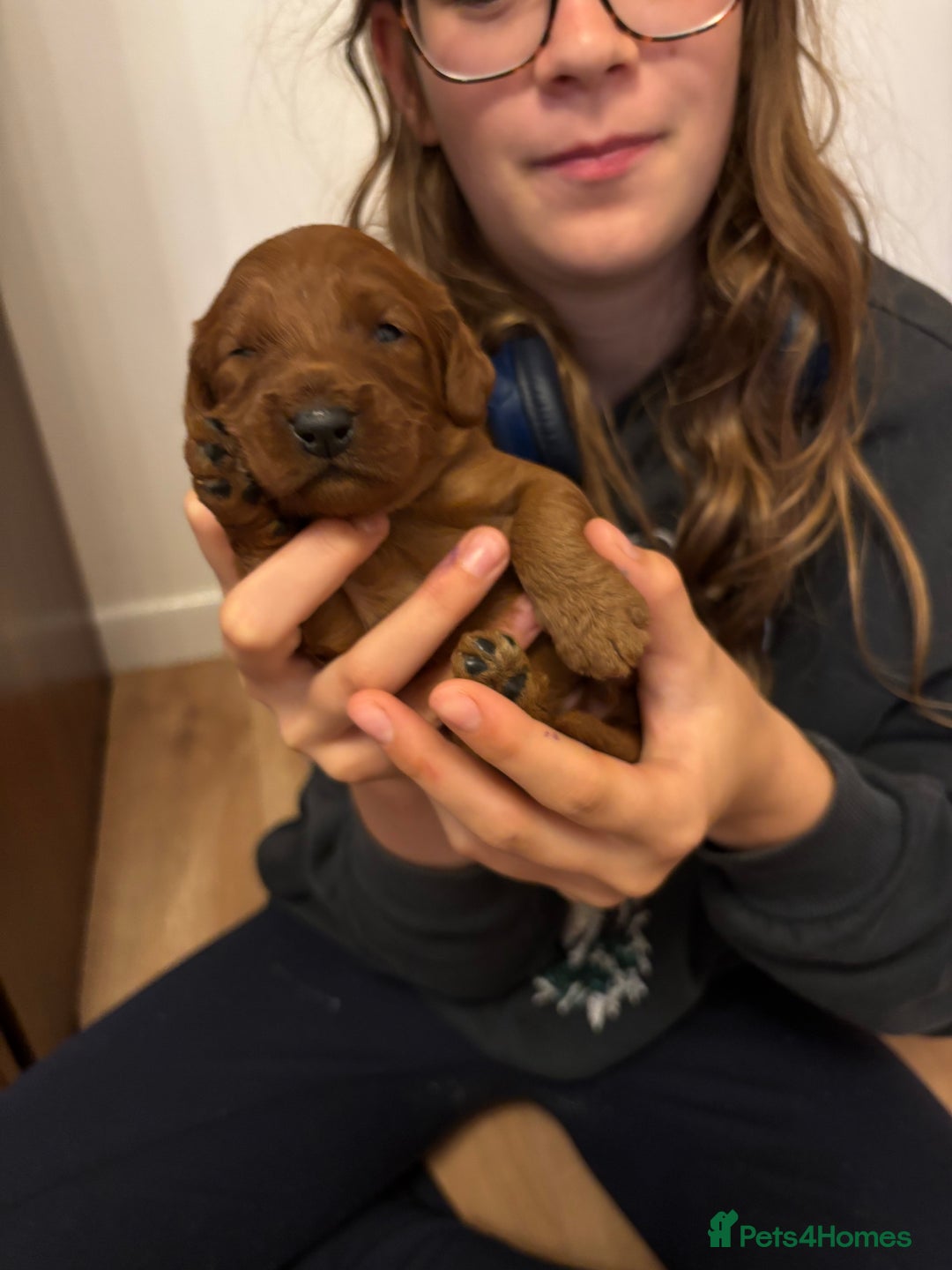 Cavapoo dogs for sale: Gorgeous F1B Cavapoo puppies - Image 6