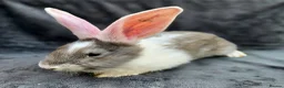 Continental Giant rabbits for sale: Baby giants  - Advert 8