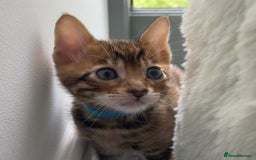 Toyger cats for sale: Full Pedigree Toyger Kittens Last Litter of 2025 - Image 3
