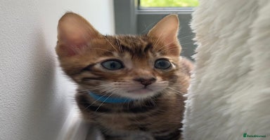 Toyger cats - Advert 3