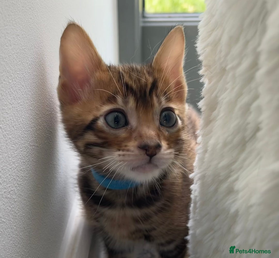 Toyger cats for sale: Full Pedigree Toyger Kittens Last Litter of 2025 - Image 3