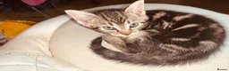 British Shorthair cats for sale: Lovely adorable Kittens FOR SALE Mixed Newquay  - Advert 7