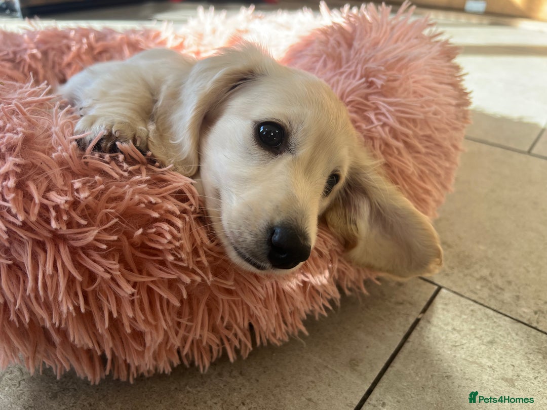 Miniature Dachshund dogs for sale: **KC REG Miniature long haired dachshund puppies** - Image 9