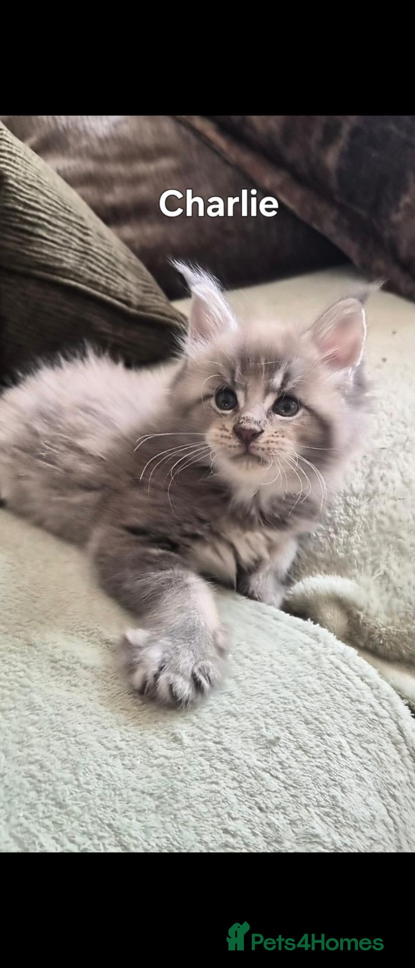 Maine Coon cats Maine coon pedigree kittens  - Advert 5