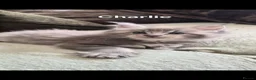 Maine Coon cats for sale: Maine coon pedigree kittens  - Advert 6