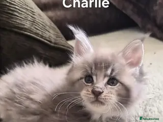 Maine Coon cats Maine coon pedigree kittens - Advert 5