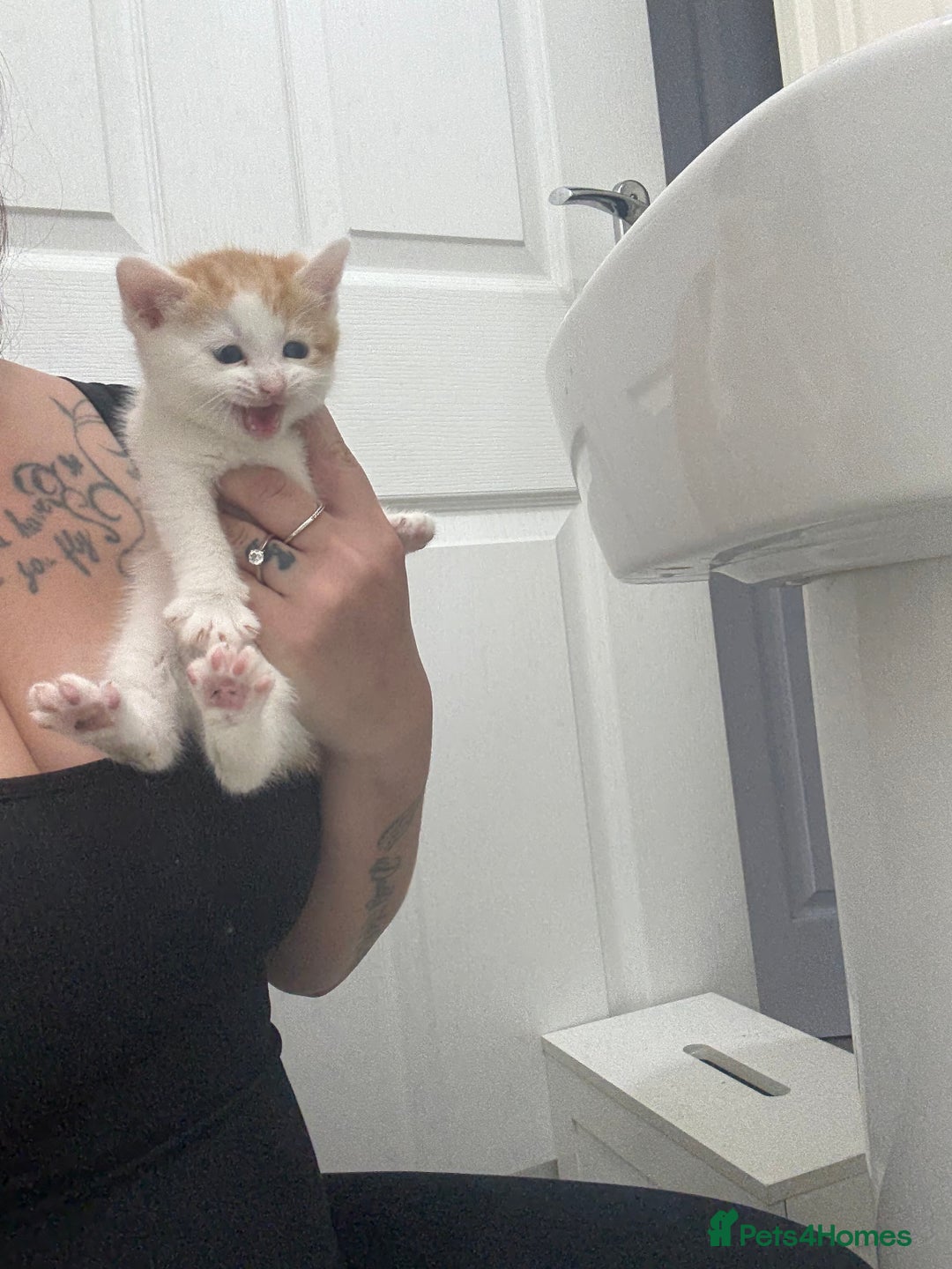 Mixed Breed cats for sale: Male & female kitten for sale  - Image 4