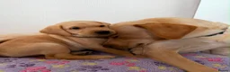 Labrador Retriever dogs for sale: Labrador puppies for sale. 1 golden boy left now. - Advert 3