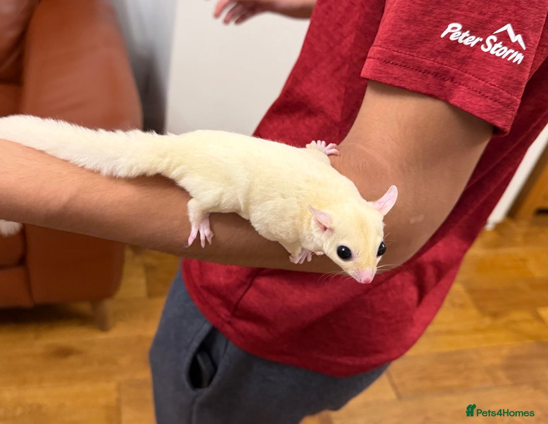 Sugar Glider rodents for sale:  2 Female Sugar Gliders – 5 Months Old (Tame) - Image 10