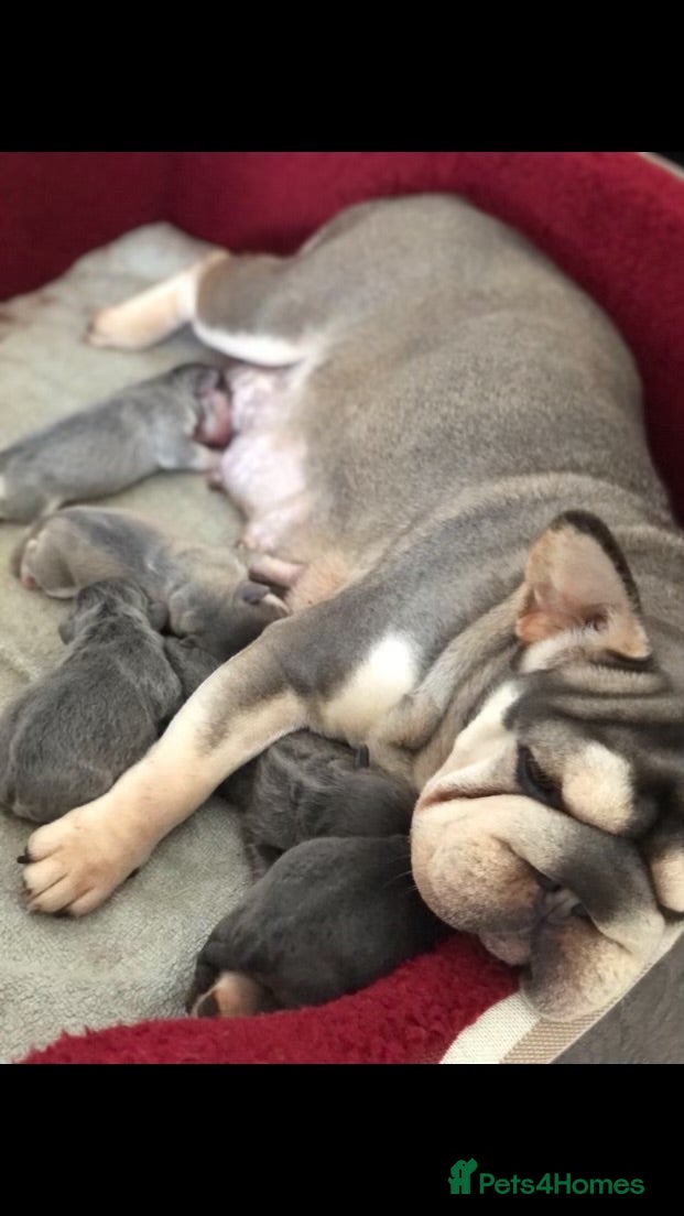French Bulldog dogs Beautiful French bulldog puppies for sale - Advert 6