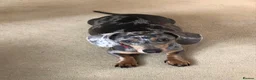 Miniature Dachshund dogs for sale: £600 Pair Miniature Dachshunds seeking loving home in Newark - Advert 2