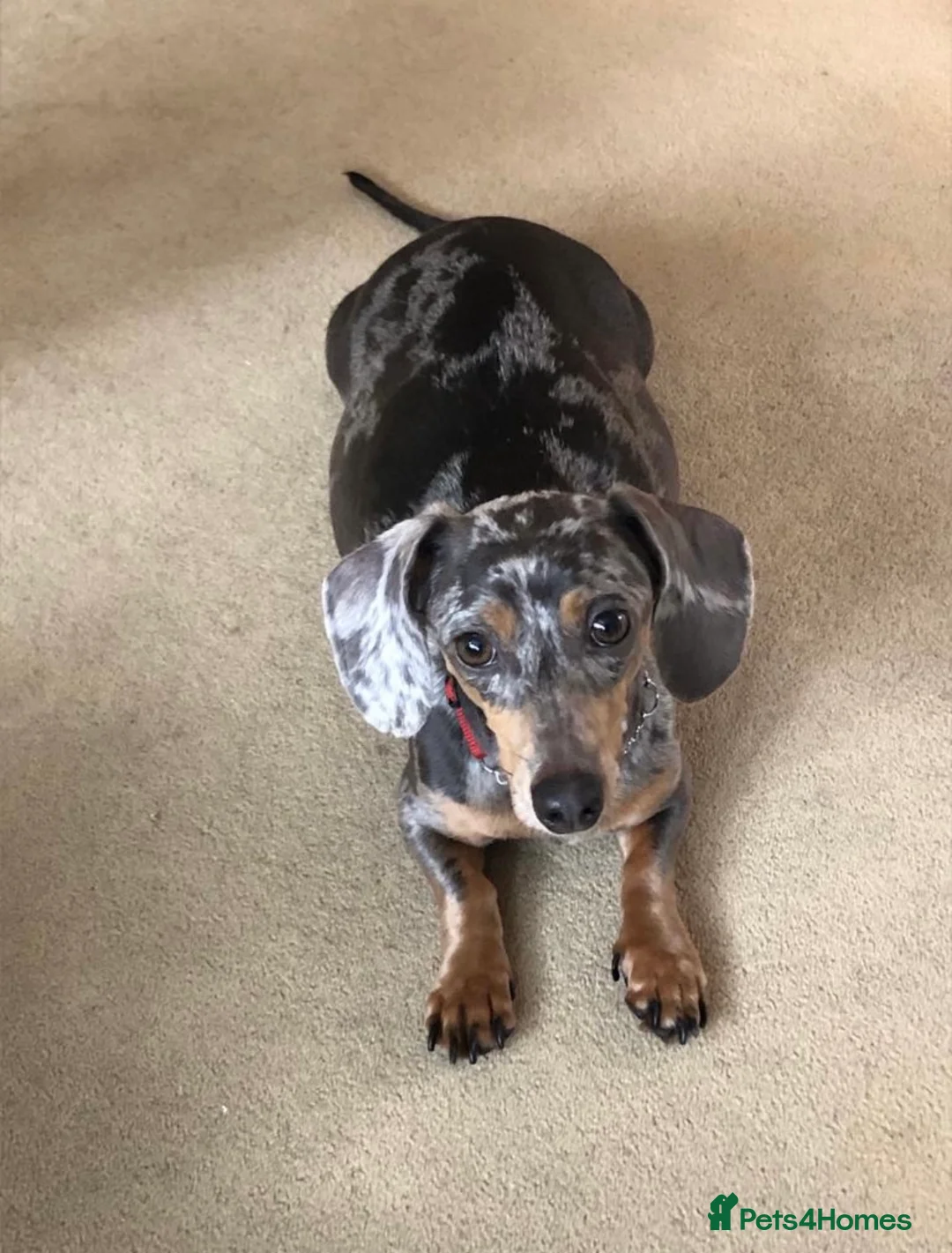 Miniature Dachshund dogs for sale: £600 Pair Miniature Dachshunds seeking loving home in Newark - Advert 2
