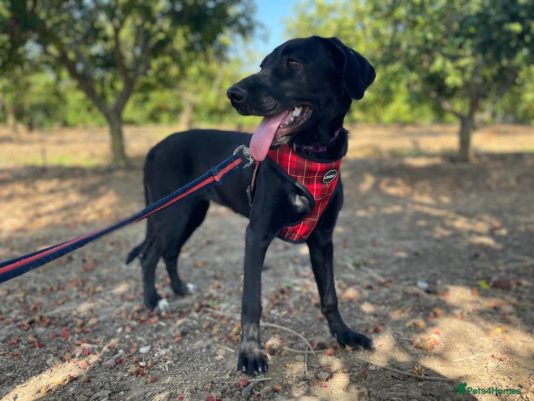 Mixed Breed dogs for adoption: Lovely Leah - Image 13