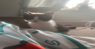 Mixed Breed cats - Advert 6