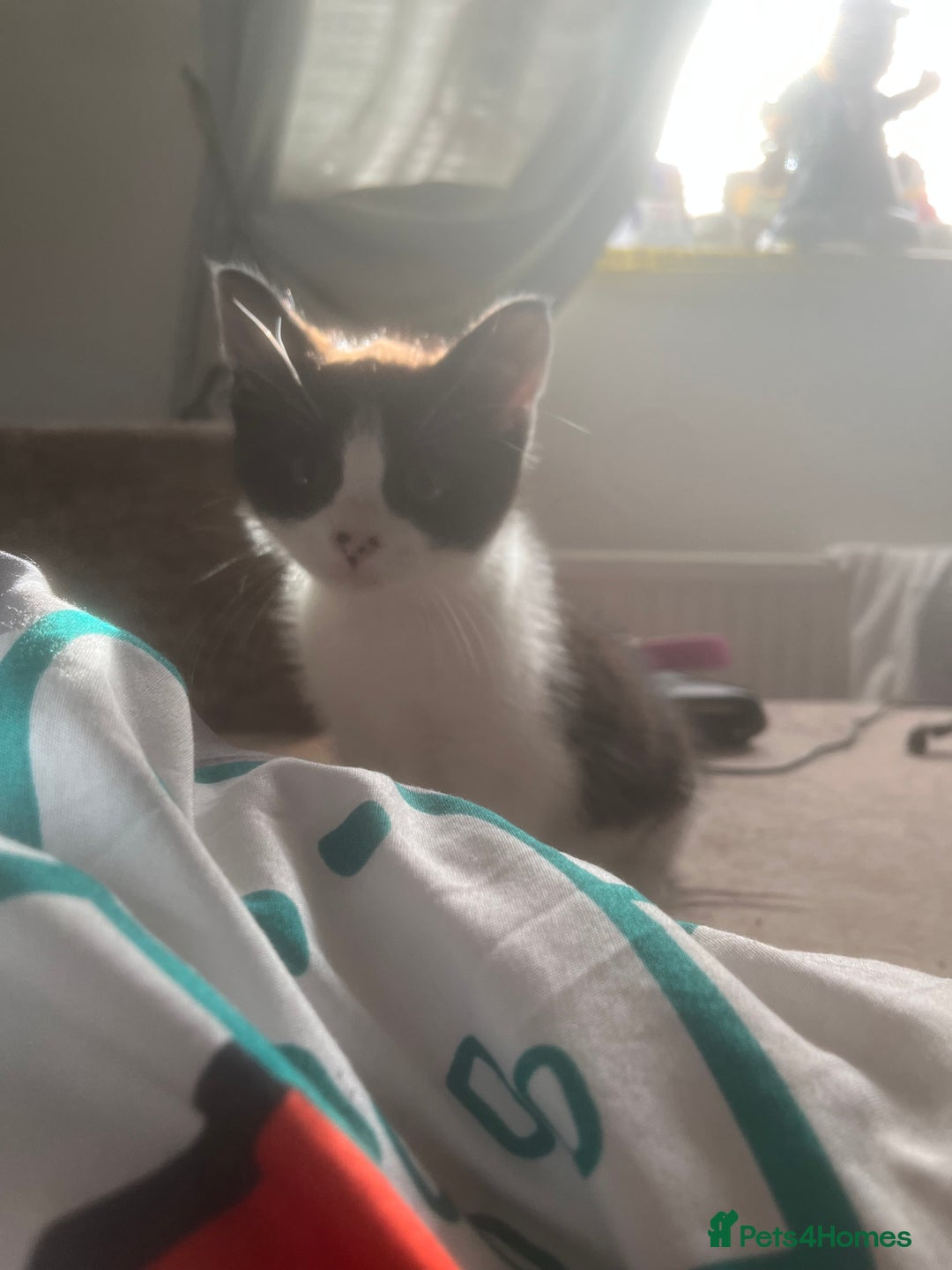 Mixed Breed cats for sale: Lil girl looking for her forever home - Image 3
