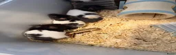 Hamster rodents for sale: Stunning Syrian hansters in Rochester - Advert 6