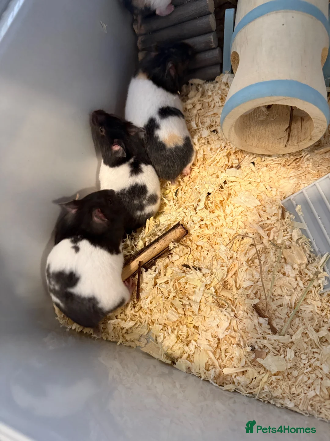 Hamster rodents for sale: Stunning Syrian hansters in Rochester - Advert 6