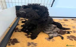 Cockapoo dogs for sale: Beautiful F2 cockapoo puppies  - Image 9