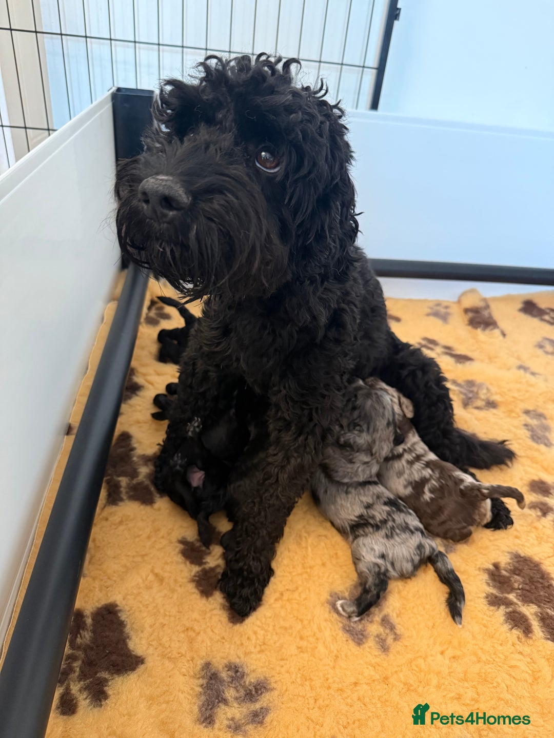 Cockapoo dogs for sale: Beautiful F2 cockapoo puppies  - Image 9