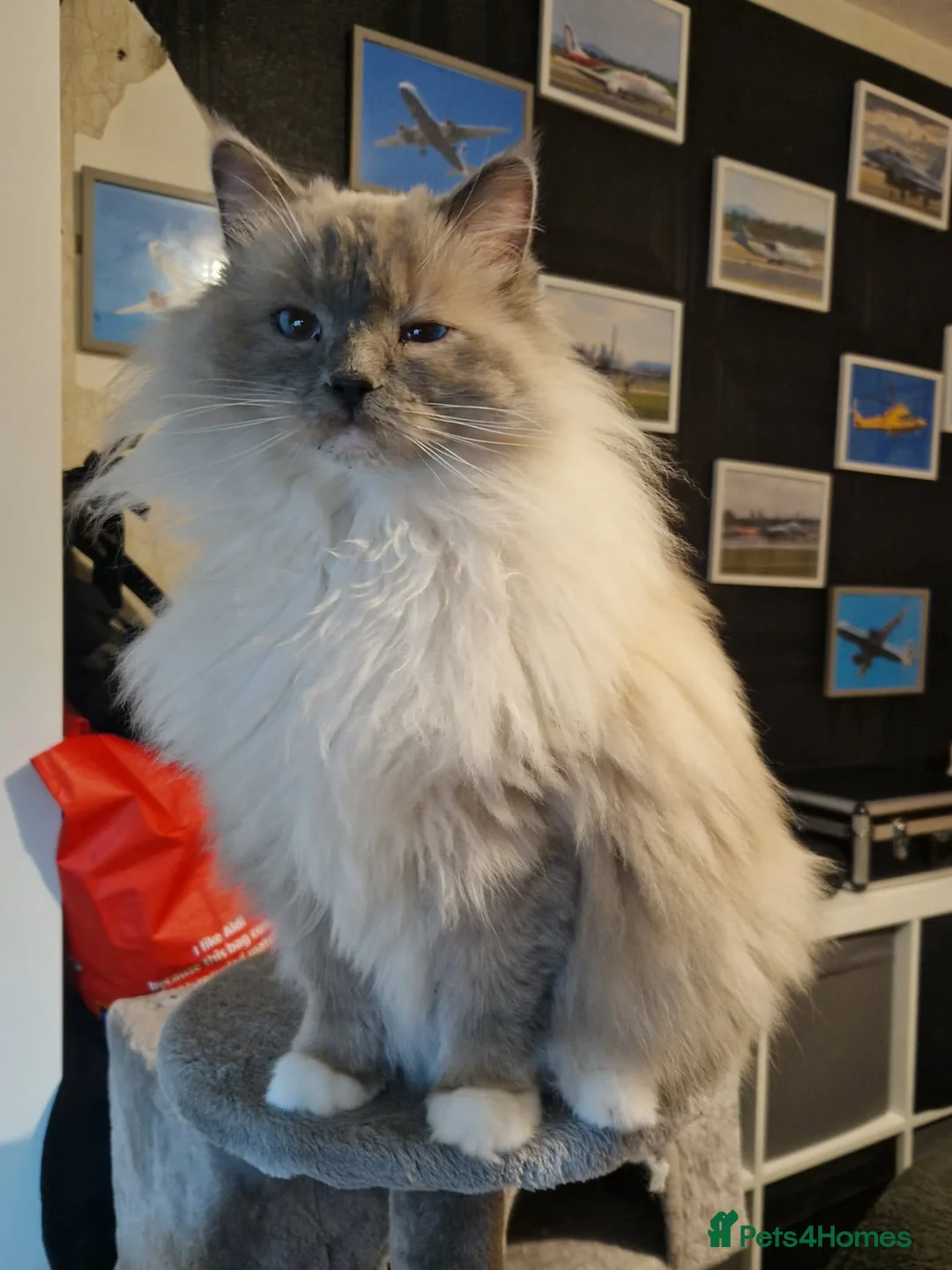 Ragdoll cats for sale: Ragdoll - Advert 9