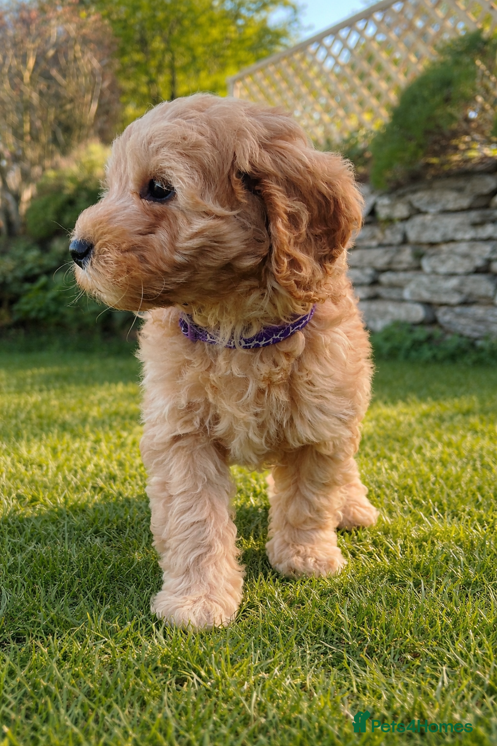 Cockapoo dogs Red Apricot cream white Curly Cockerpoo puppies - Advert 9