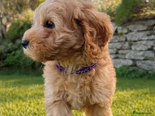 Cockapoo dogs Red Apricot cream white Curly Cockerpoo puppies - Advert 9