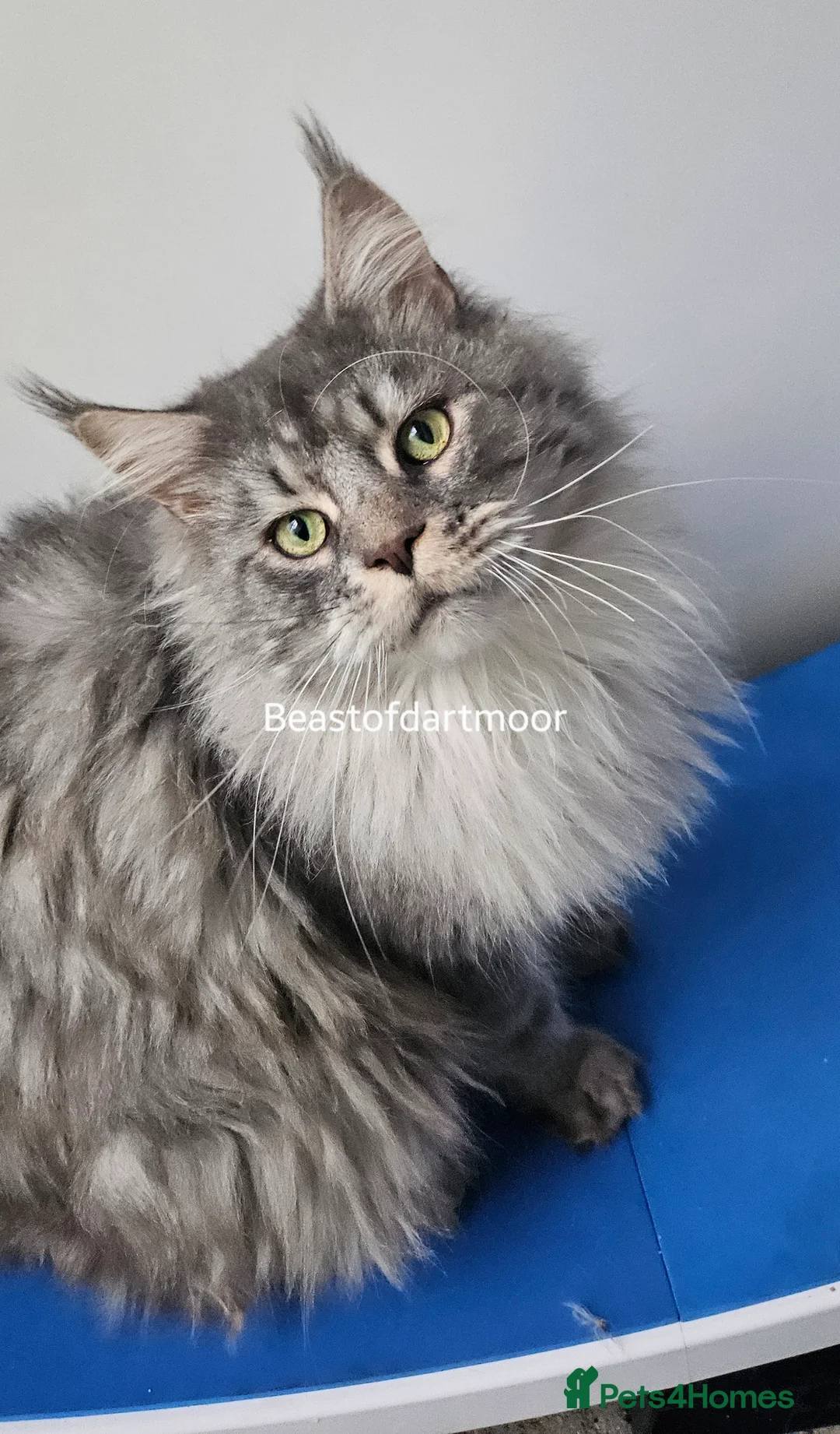 Maine Coon cats for sale: TICA Registered Stud Boy - Advert 1