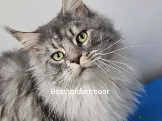 Maine Coon cats TICA Registered Stud Boy - Advert 1